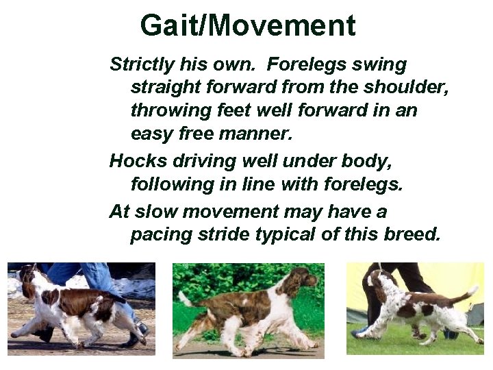 Gait/Movement Strictly his own. Forelegs swing straight forward from the shoulder, throwing feet well