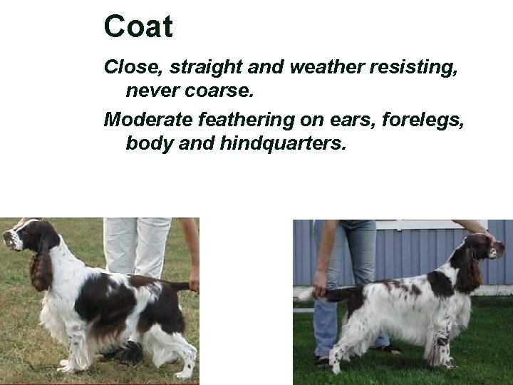 Coat Close, straight and weather resisting, never coarse. Moderate feathering on ears, forelegs, body