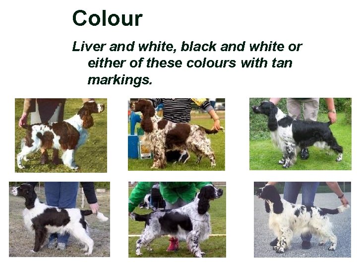 Colour Liver and white, black and white or either of these colours with tan