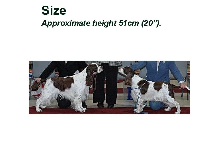 Size Approximate height 51 cm (20”). 