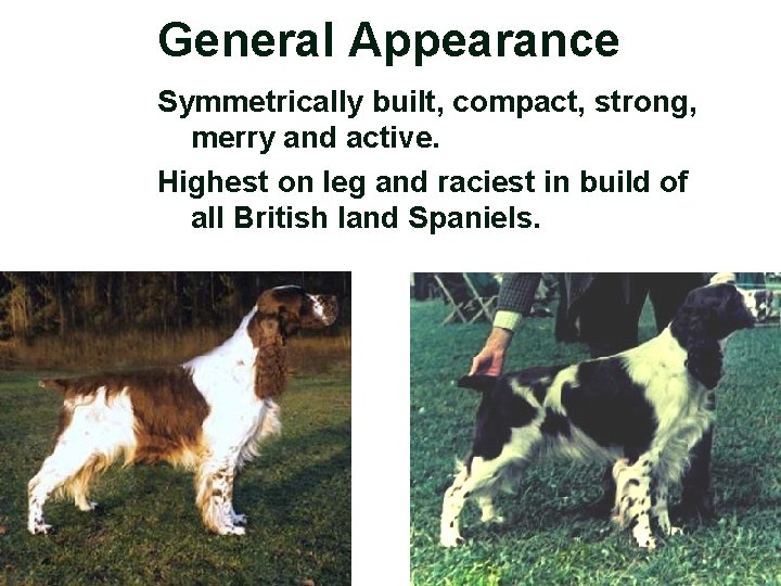 General Appearance Symmetrically built, compact, strong, merry and active. Highest on leg and raciest