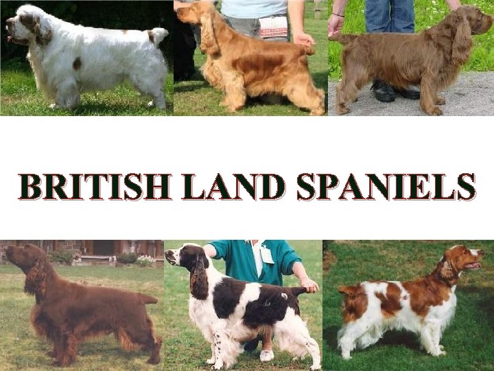 BRITISH LAND SPANIELS 