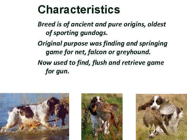 Characteristics Breed is of ancient and pure origins, oldest of sporting gundogs. Original purpose