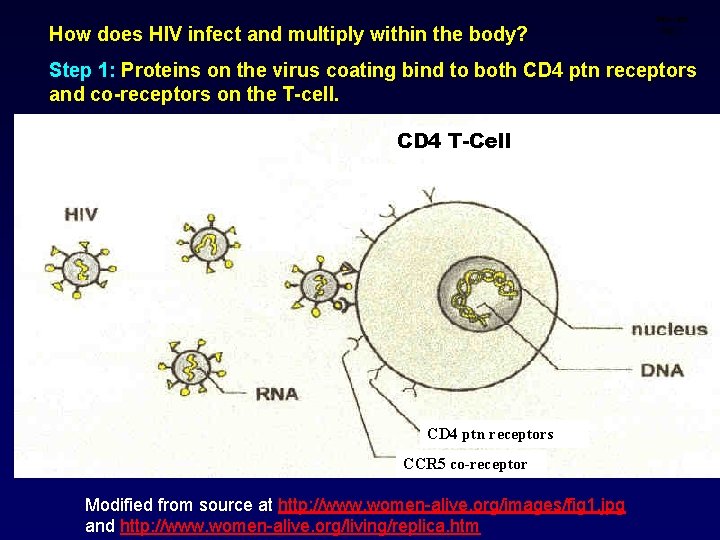 How does HIV infect and multiply within the body? Infection step 1 Step 1: