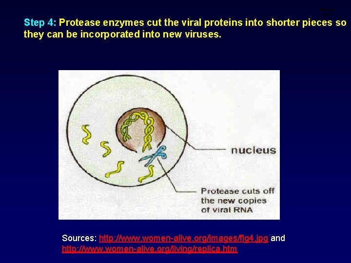 Infection step 4 Step 4: Protease enzymes cut the viral proteins into shorter pieces