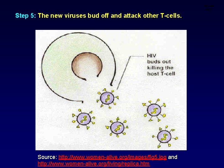 Infection step 5 Step 5: The new viruses bud off and attack other T-cells.