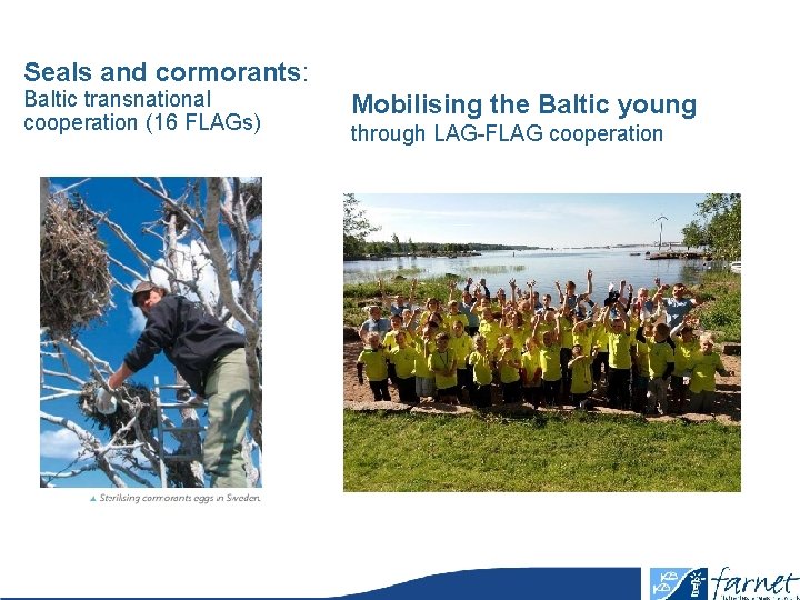 Seals and cormorants: Baltic transnational cooperation (16 FLAGs) Mobilising the Baltic young through LAG-FLAG
