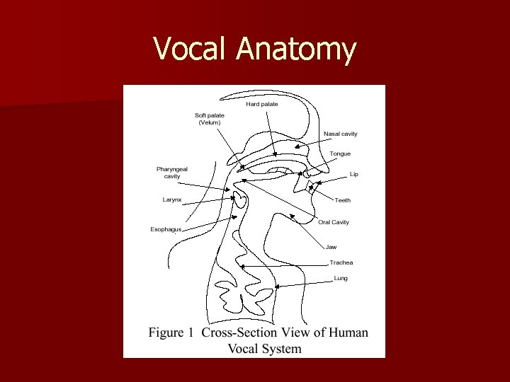 Vocal Anatomy 
