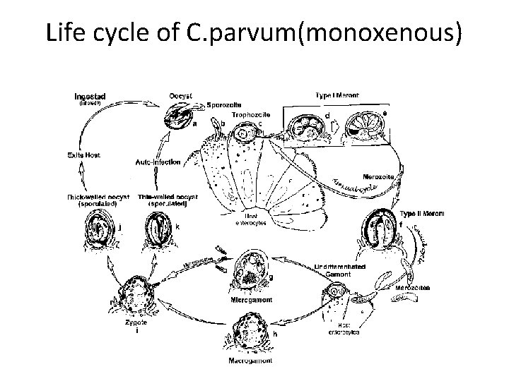 Life cycle of C. parvum(monoxenous) 