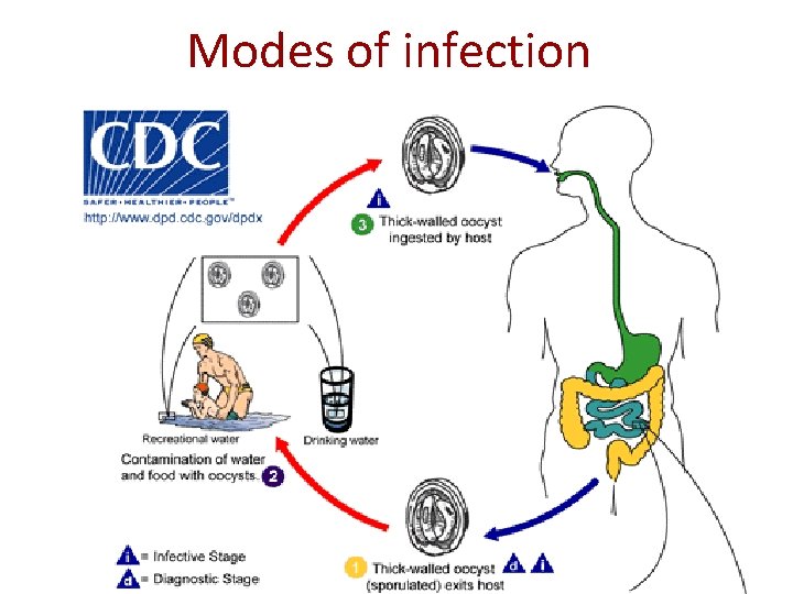 Modes of infection 