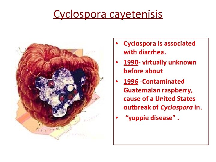 Cyclospora cayetenisis • Cyclospora is associated with diarrhea. • 1990 - virtually unknown before