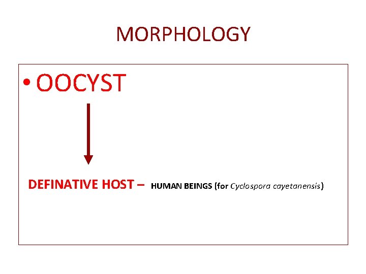 MORPHOLOGY • OOCYST DEFINATIVE HOST – HUMAN BEINGS (for Cyclospora cayetanensis) 