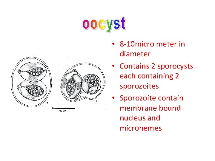  • 8 -10 micro meter in diameter • Contains 2 sporocysts each containing
