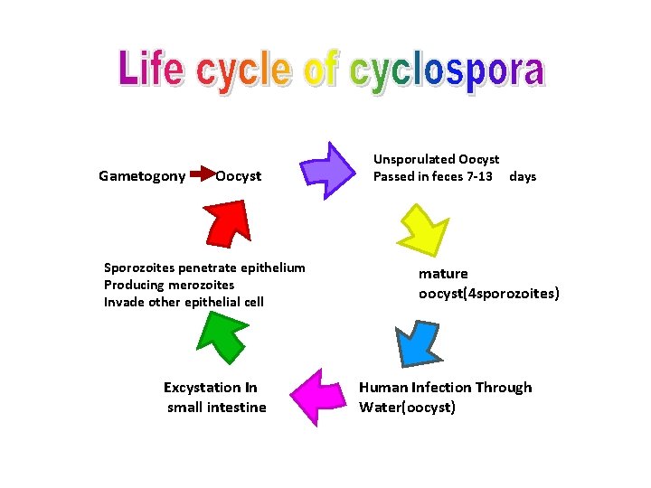 Gametogony Oocyst Sporozoites penetrate epithelium Producing merozoites Invade other epithelial cell Excystation In small