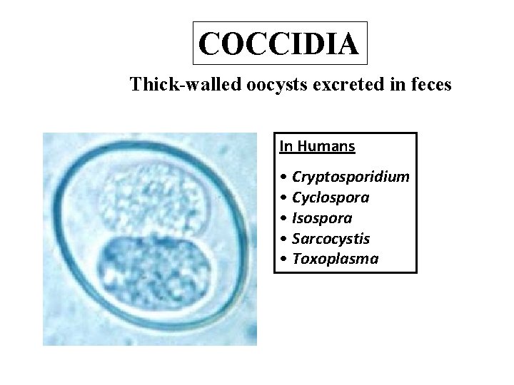 COCCIDIA Thick-walled oocysts excreted in feces In Humans • Cryptosporidium • Cyclospora • Isospora