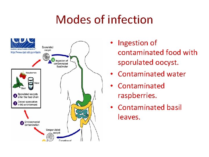 Modes of infection • Ingestion of contaminated food with sporulated oocyst. • Contaminated water