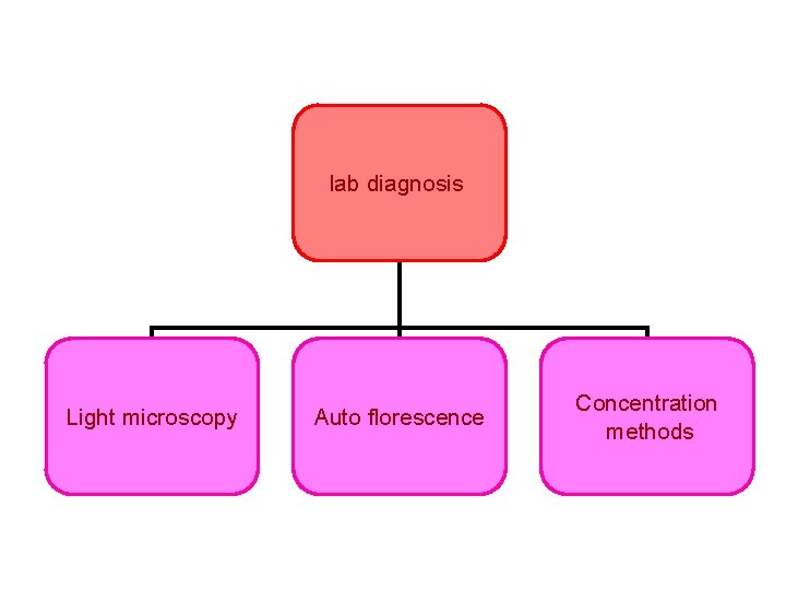 lab diagnosis Light microscopy Auto florescence Concentration methods 