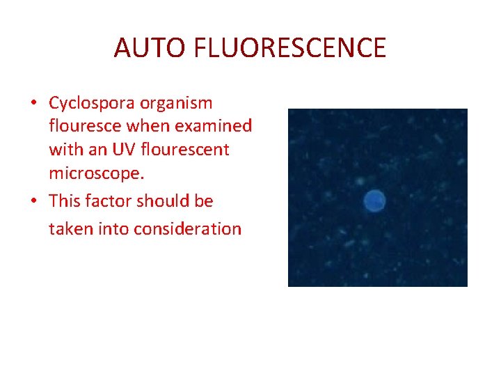 AUTO FLUORESCENCE • Cyclospora organism flouresce when examined with an UV flourescent microscope. •