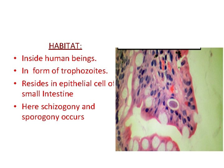  • • HABITAT: Inside human beings. In form of trophozoites. Resides in epithelial