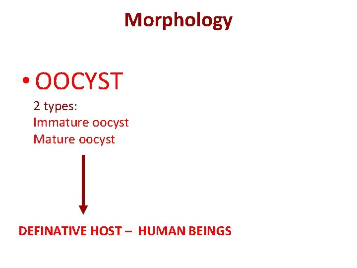 Morphology • OOCYST 2 types: Immature oocyst Mature oocyst DEFINATIVE HOST – HUMAN BEINGS