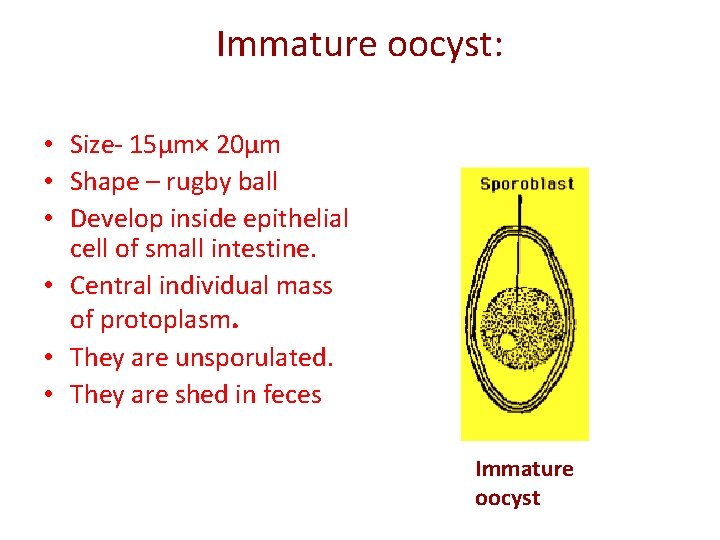 Immature oocyst: • Size- 15µm× 20µm • Shape – rugby ball • Develop inside