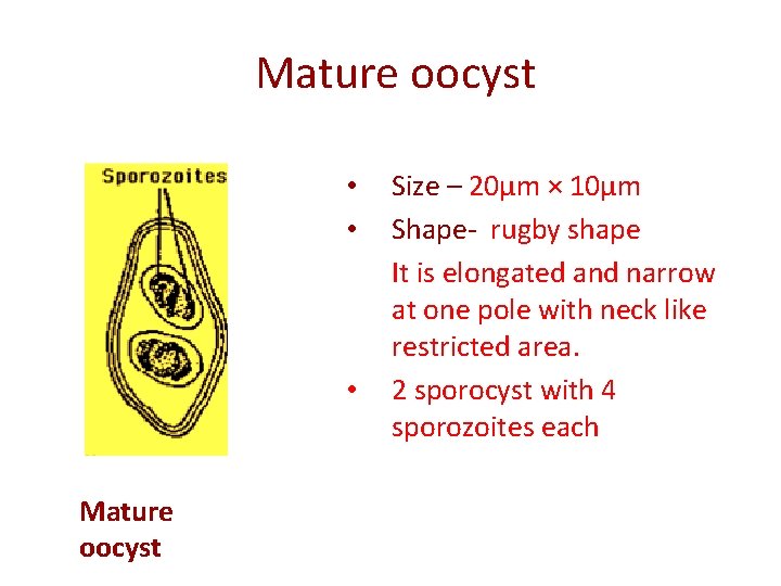  Mature oocyst • Size – 20µm × 10µm • Shape- rugby shape It