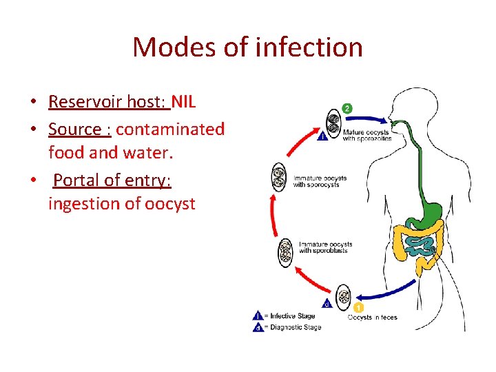 Modes of infection • Reservoir host: NIL • Source : contaminated food and water.