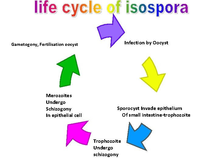 Infection by Oocyst Gametogony, Fertilisation oocyst Merozoites Undergo Schizogony In epithelial cell Sporocyst Invade