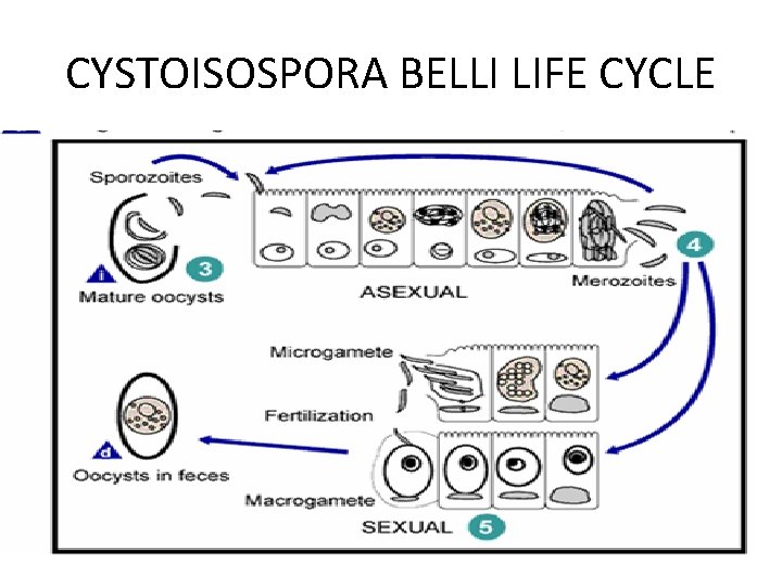 CYSTOISOSPORA BELLI LIFE CYCLE 