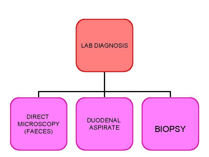 LAB DIAGNOSIS DIRECT MICROSCOPY (FAECES) DUODENAL ASPIRATE BIOPSY 