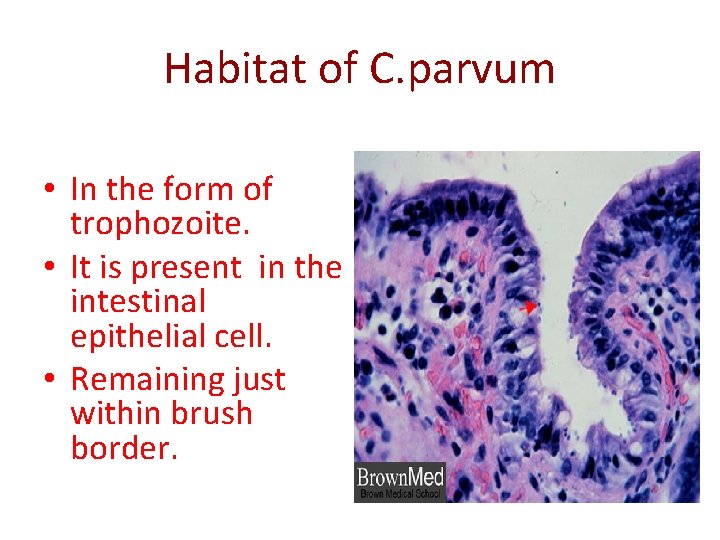 Habitat of C. parvum • In the form of trophozoite. • It is present