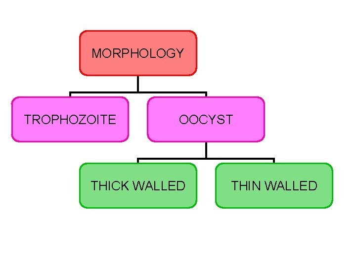 MORPHOLOGY TROPHOZOITE OOCYST THICK WALLED THIN WALLED 