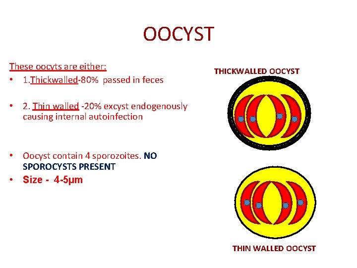 OOCYST These oocyts are either: • 1. Thickwalled-80% passed in feces THICKWALLED OOCYST •