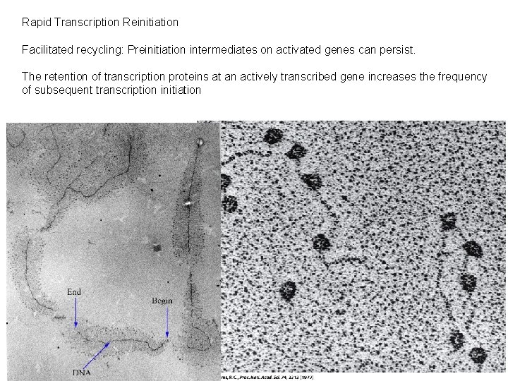 Rapid Transcription Reinitiation Facilitated recycling: Preinitiation intermediates on activated genes can persist. The retention