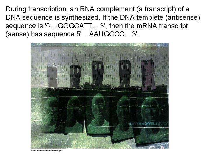 During transcription, an RNA complement (a transcript) of a DNA sequence is synthesized. If