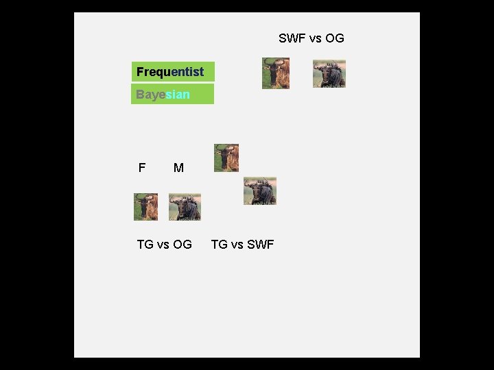 SWF vs OG Frequentist Bayesian F M TG vs OG TG vs SWF 