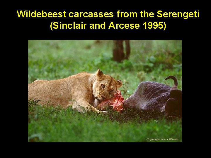 Wildebeest carcasses from the Serengeti (Sinclair and Arcese 1995) 