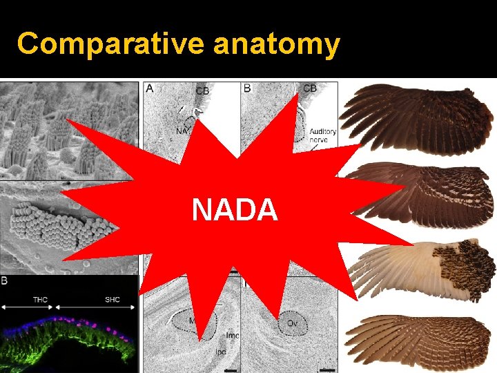 Comparative anatomy NADA 