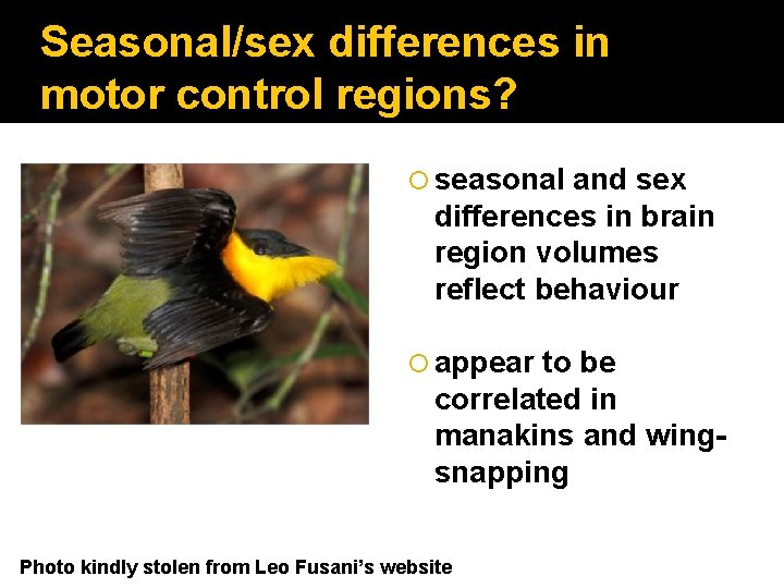 Seasonal/sex differences in motor control regions? seasonal and sex differences in brain region volumes