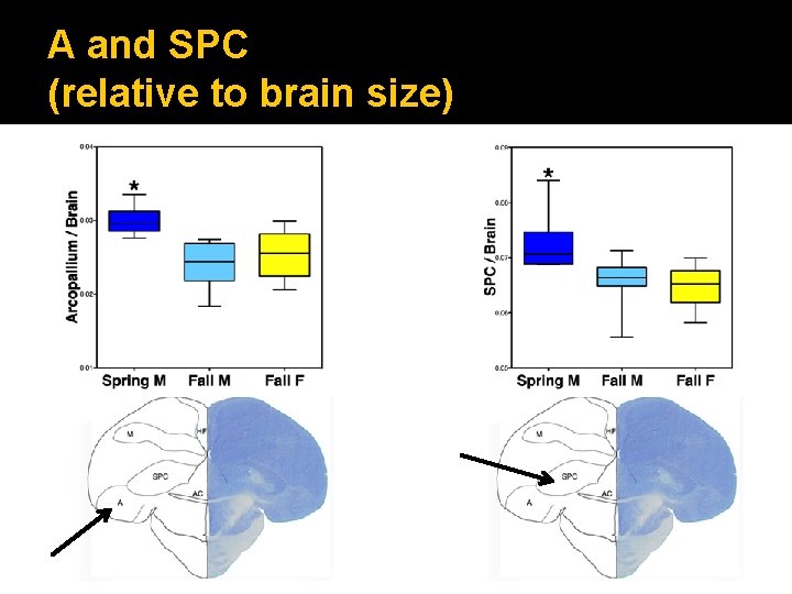 A and SPC (relative to brain size) 