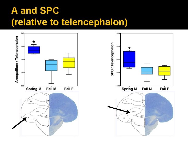 A and SPC (relative to telencephalon) 