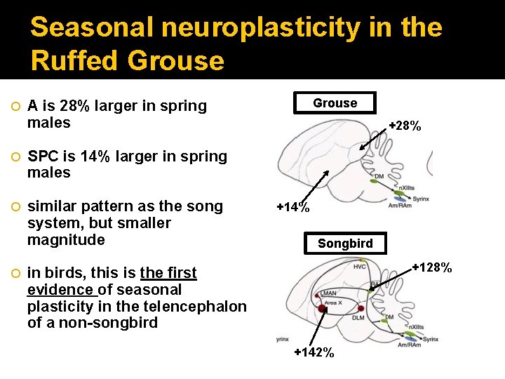 Seasonal neuroplasticity in the Ruffed Grouse SPC is 14% larger in spring males similar