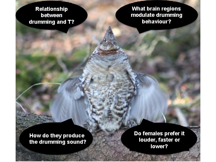 Relationship between drumming and T? How do they produce the drumming sound? What brain