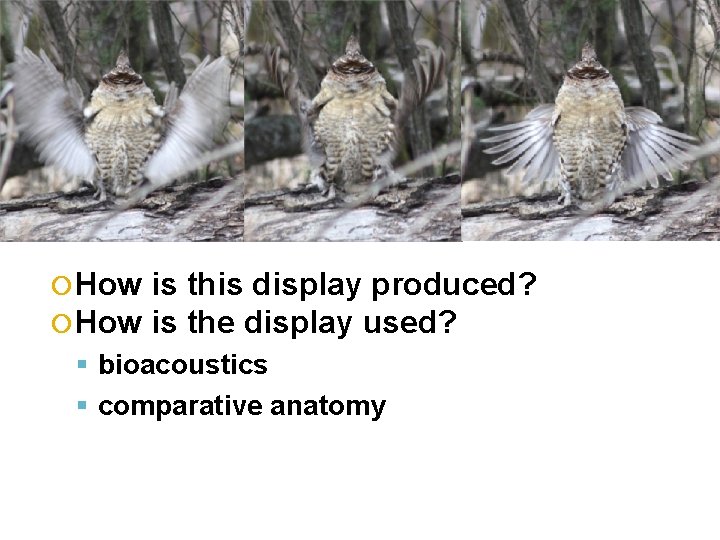  How is this display produced? is the display used? bioacoustics comparative anatomy 