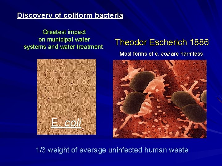 Discovery of coliform bacteria Greatest impact on municipal water systems and water treatment. Theodor