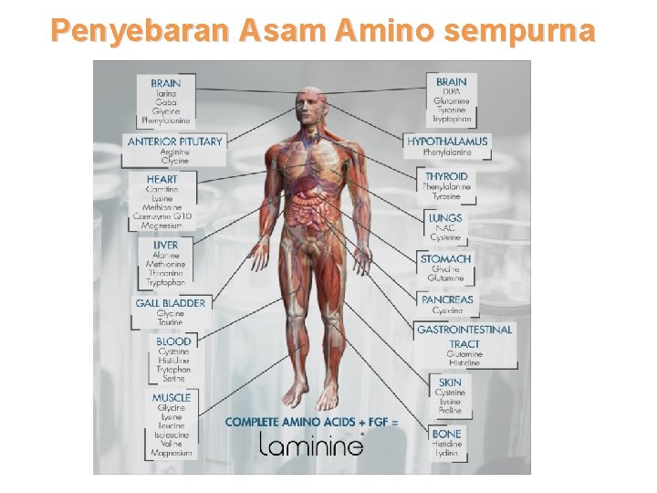 Penyebaran Asam Amino sempurna 