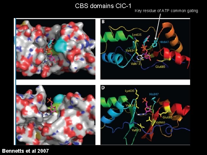 CBS domains Cl. C-1 Bennetts et al 2007 Key residue of ATP common gating