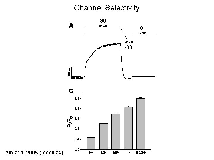 Channel Selectivity 80 0 -80 Yin et al 2006 (modified) 