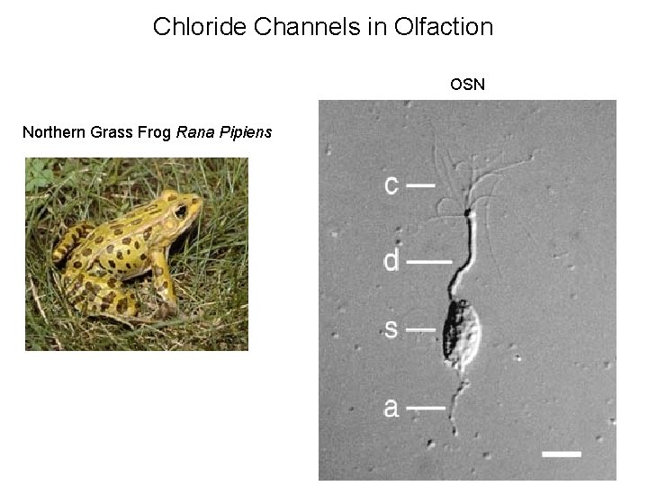 Chloride Channels in Olfaction OSN Northern Grass Frog Rana Pipiens 