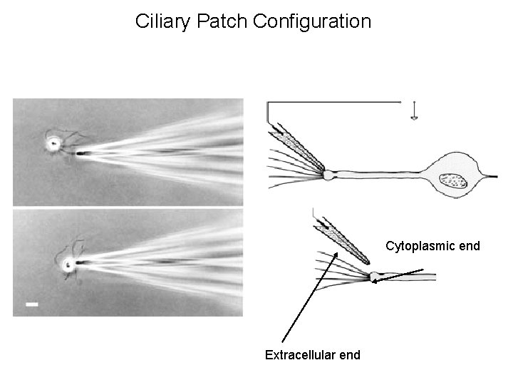 Ciliary Patch Configuration Cytoplasmic end Extracellular end 